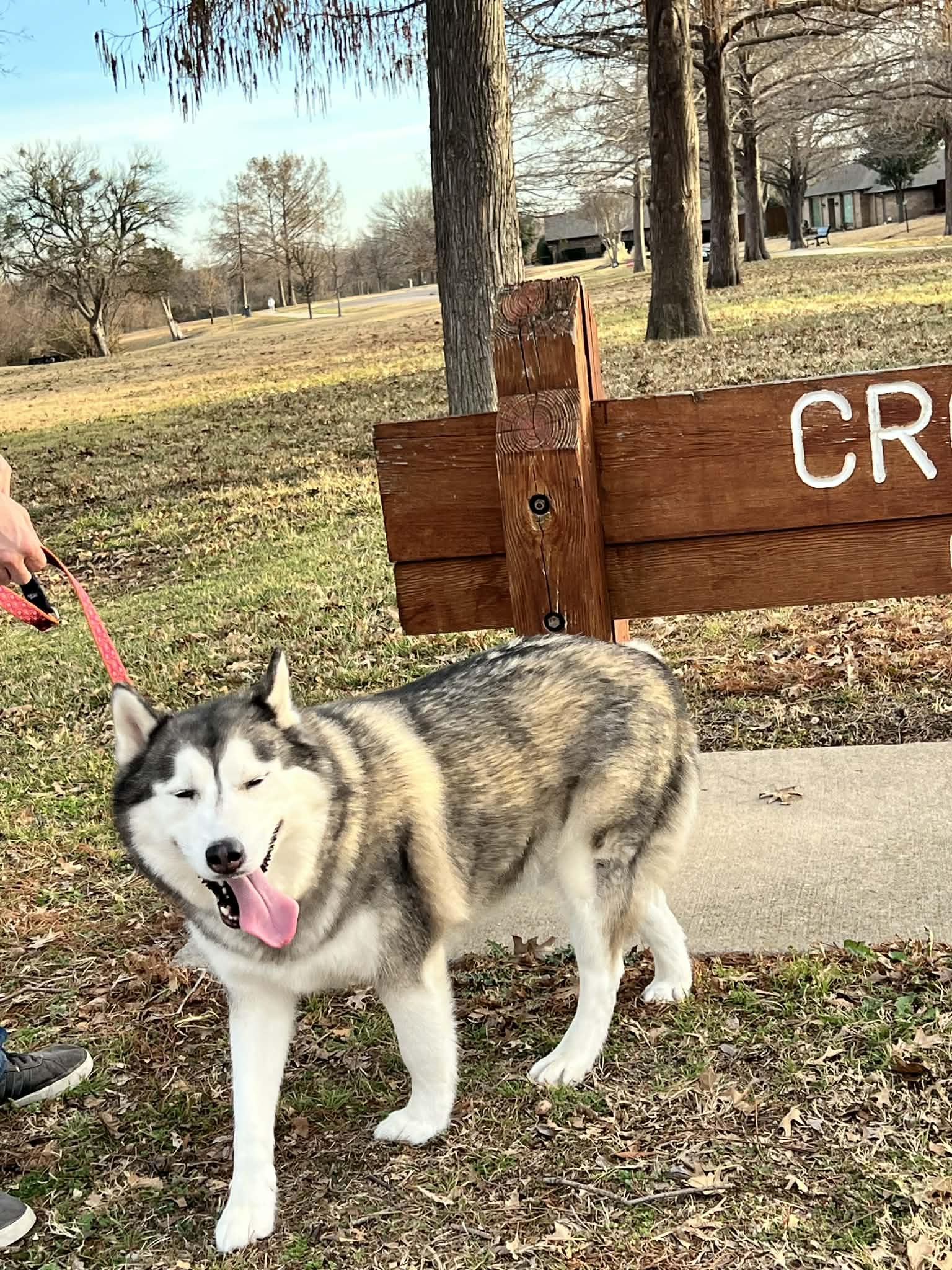 River, Adoptable, Adult Female Siberian Husky.