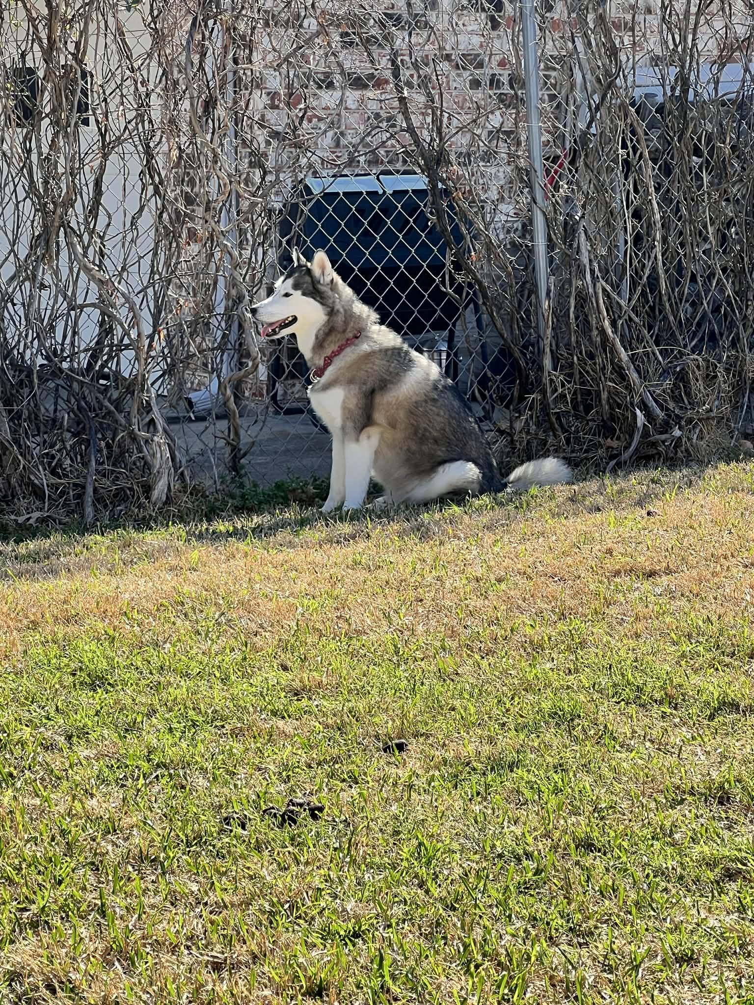 Enlarge River, a Adoptable Siberian Husky in Carrollton, TX image 1/3