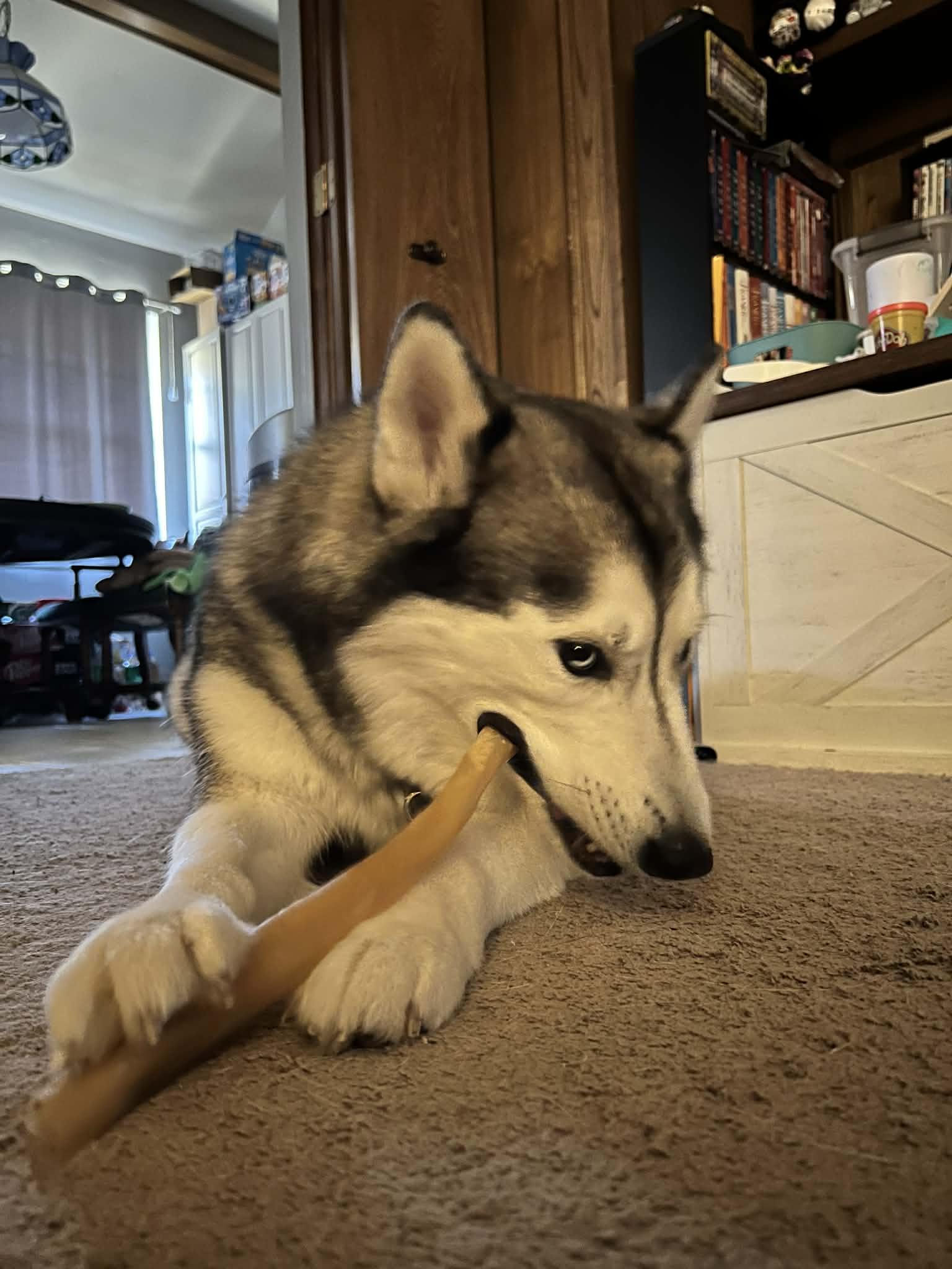 Enlarge River, a Adoptable Siberian Husky in Carrollton, TX image 2/3