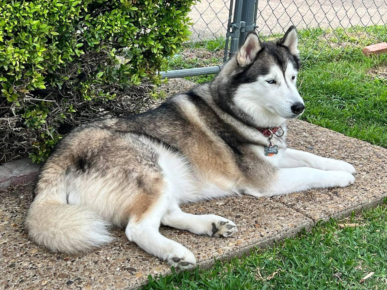 Enlarge River, a Adoptable Siberian Husky in Carrollton, TX image 3/3