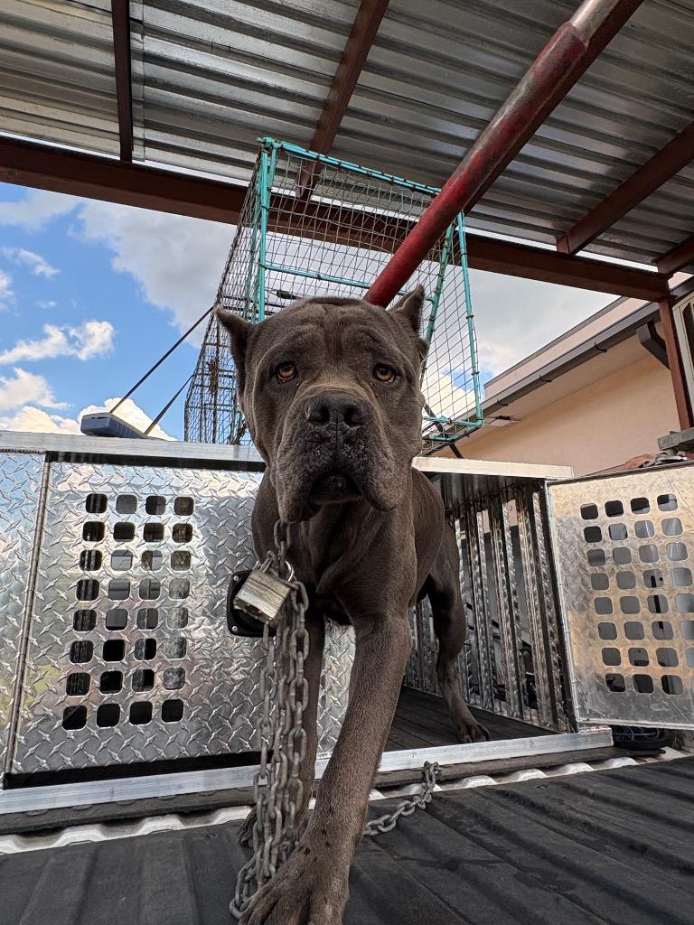 Enlarge Dewy, a Adoptable Cane Corso in Effingham, SC image 2/2
