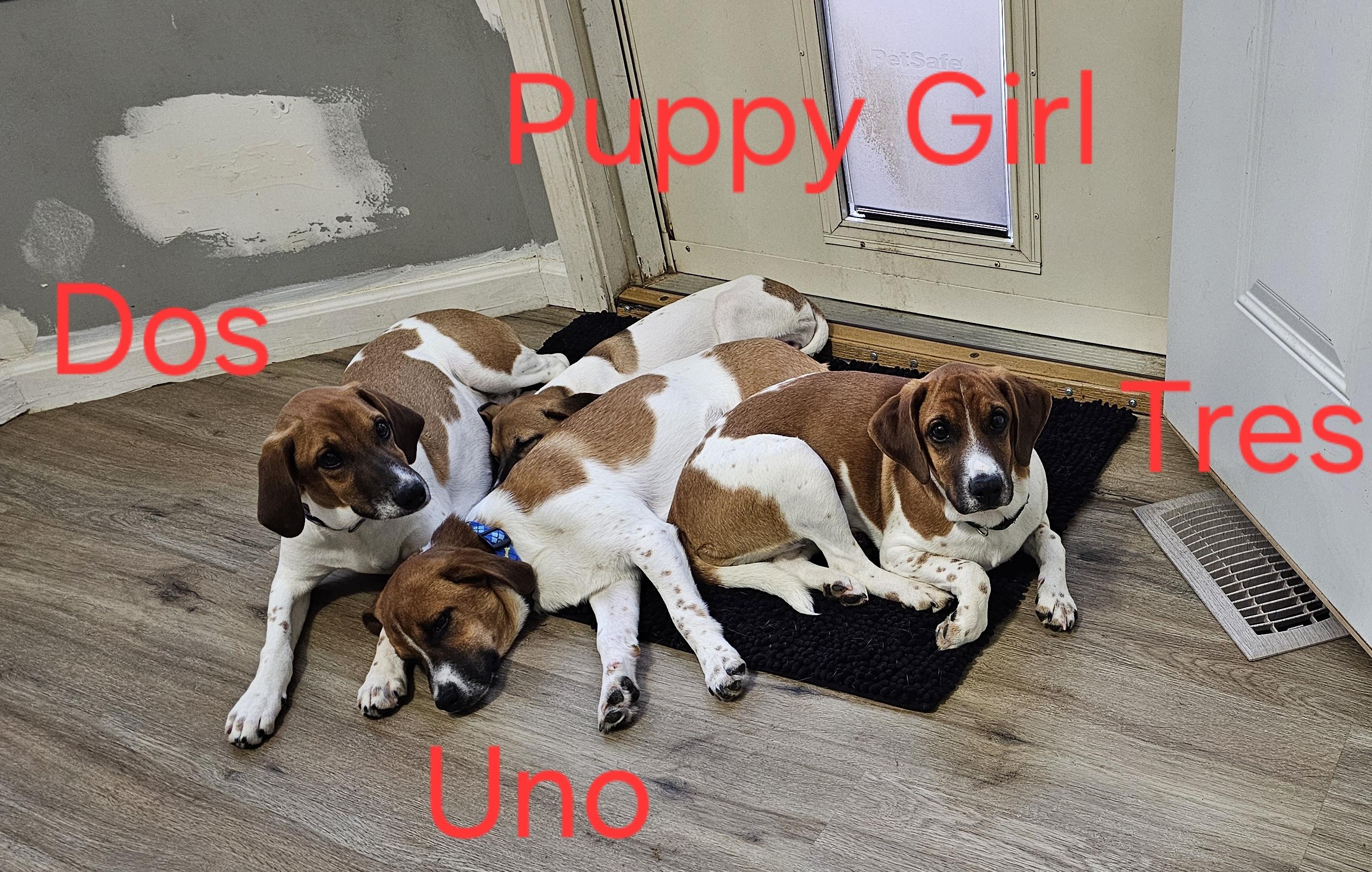 Enlarge Puppy Girl, a ADOPTABLE mixed breed in Aurora, IL image 4/4