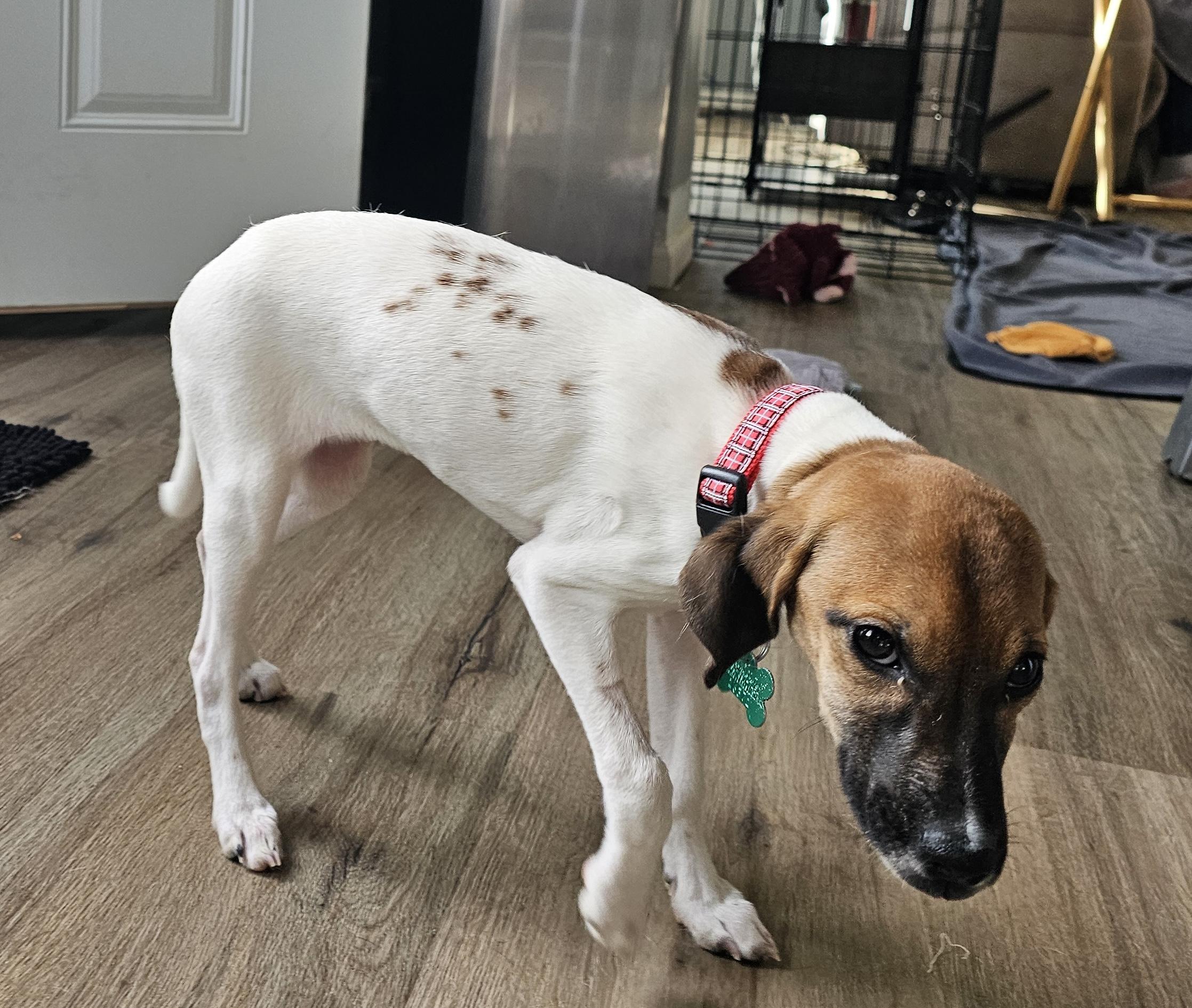 Enlarge Puppy Girl, a ADOPTABLE mixed breed in Aurora, IL image 2/4