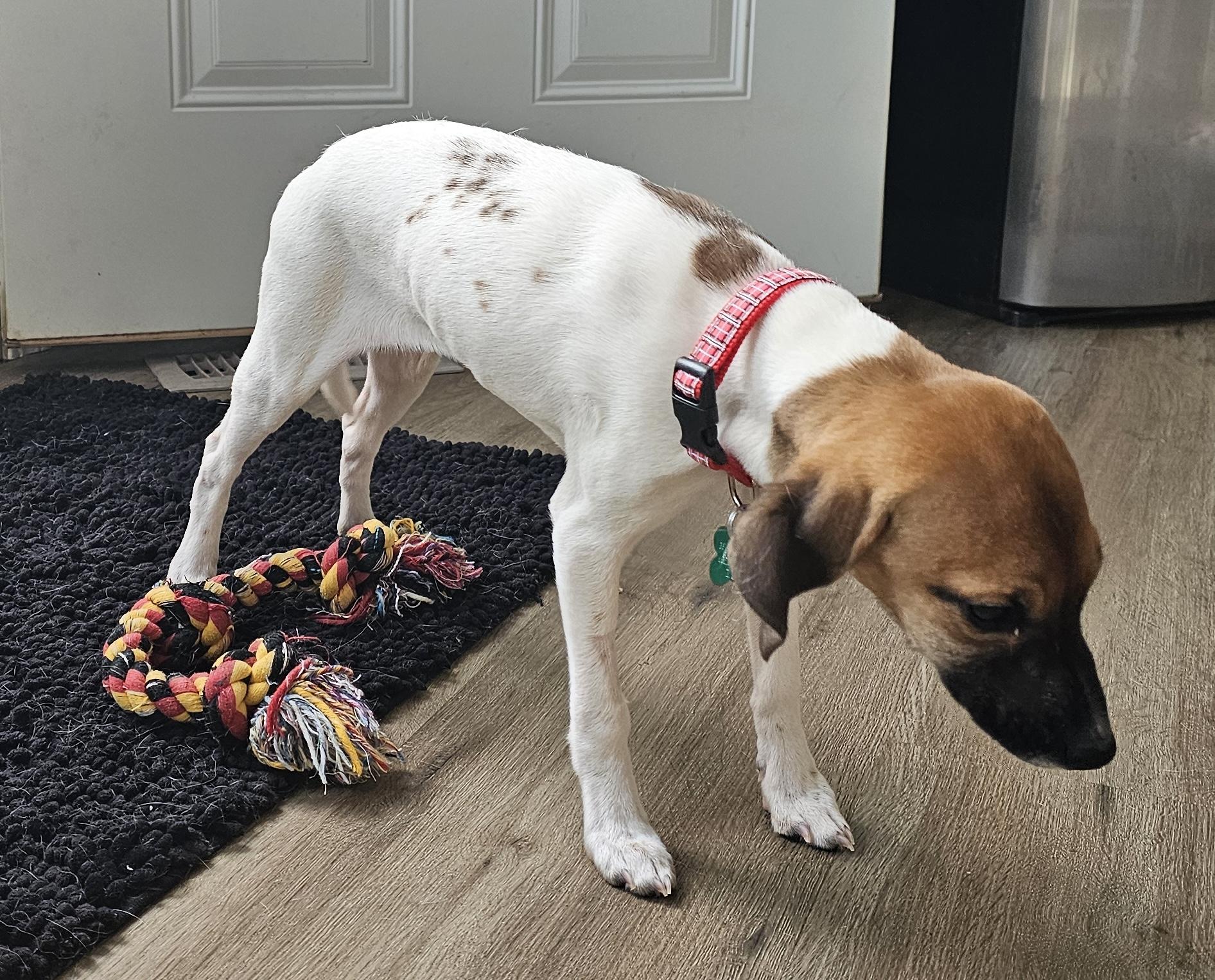 Enlarge Puppy Girl, a ADOPTABLE mixed breed in Aurora, IL image 3/4