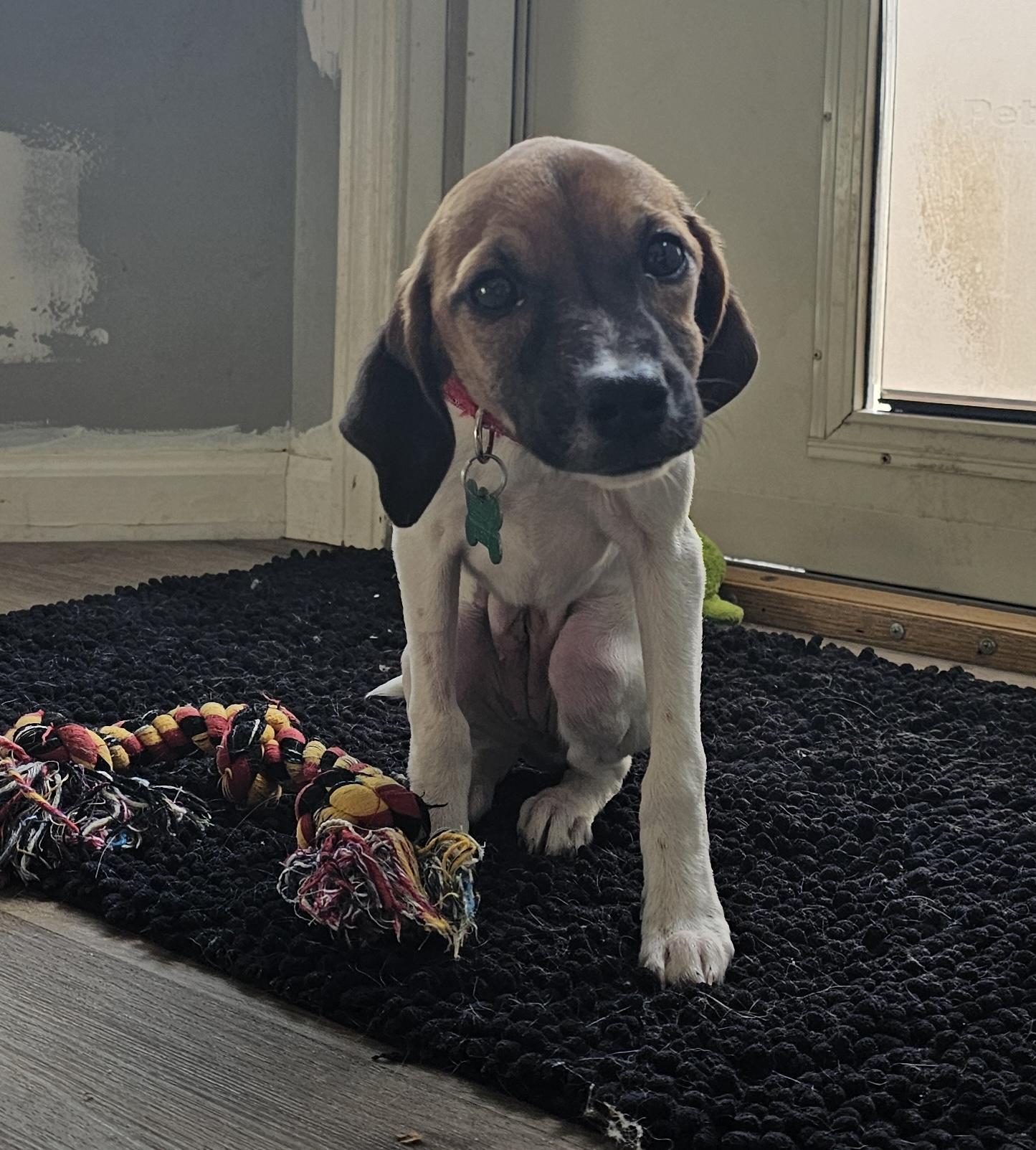 Enlarge Puppy Girl, a ADOPTABLE mixed breed in Aurora, IL image 1/4