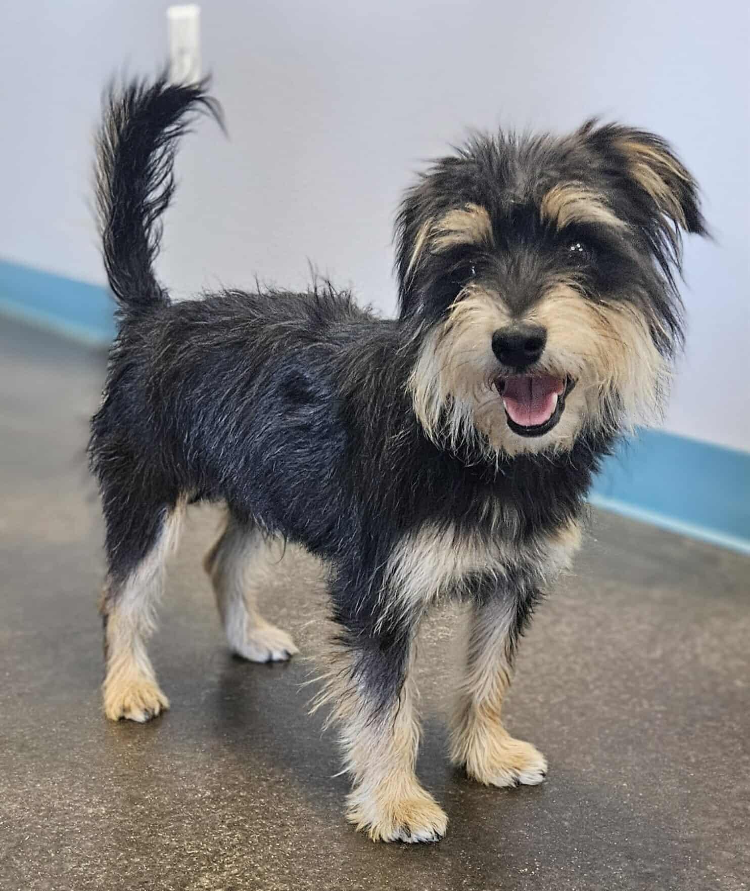 Joe, Adopted, Adult Male Yorkshire Terrier.