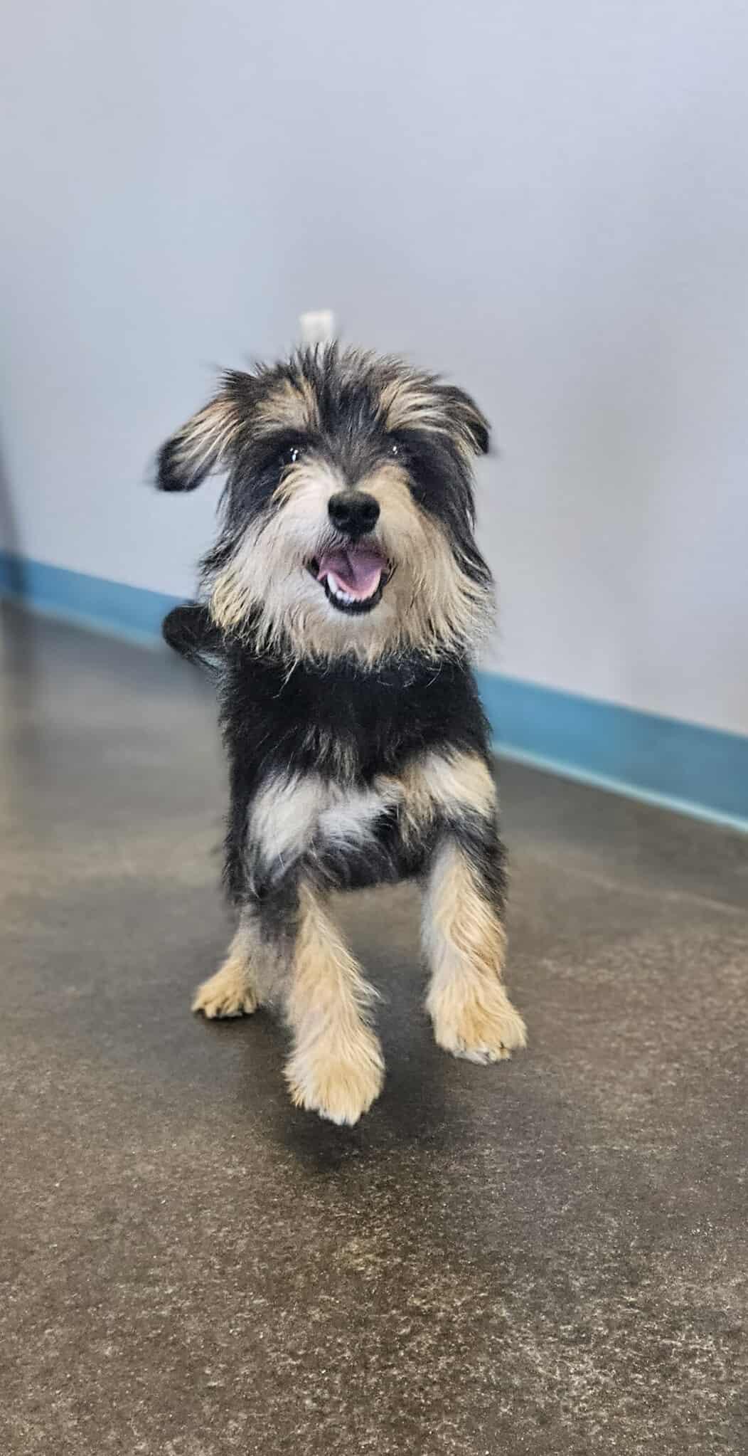 Enlarge Joe, a Adopted mixed breed in San Angelo , TX image 3/6