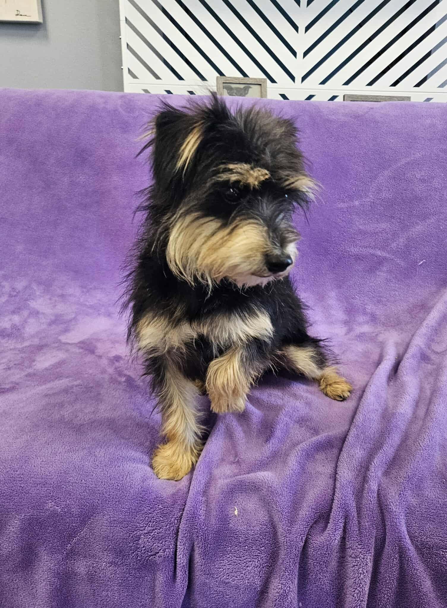 Enlarge Joe, a Adopted mixed breed in San Angelo , TX image 4/6