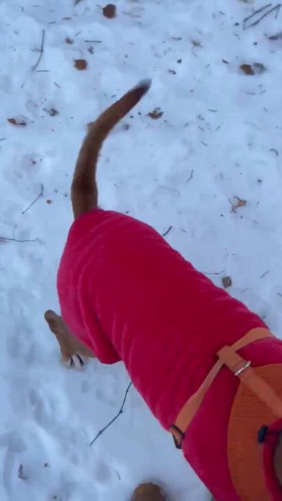 Enlarge Ginger, a ADOPTABLE Mixed Breed in Savage, MN video 4/6