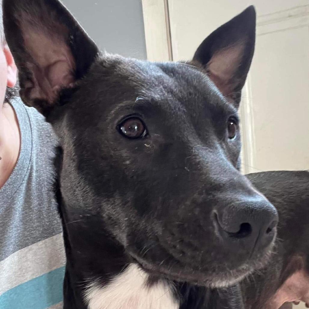 Mercedes, a Adoptable Mixed Breed in Joliet, IL image 1/6