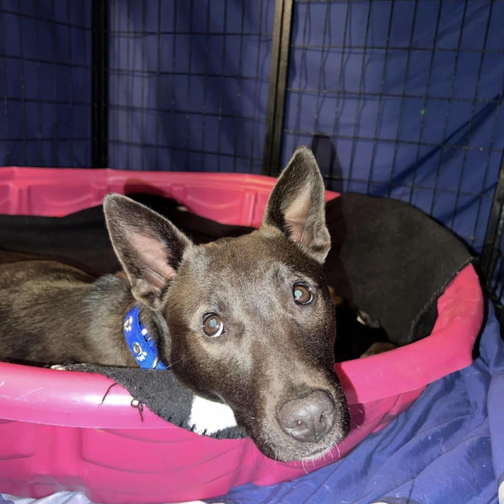 Mercedes, a Adoptable Mixed Breed in Joliet, IL image 2/6