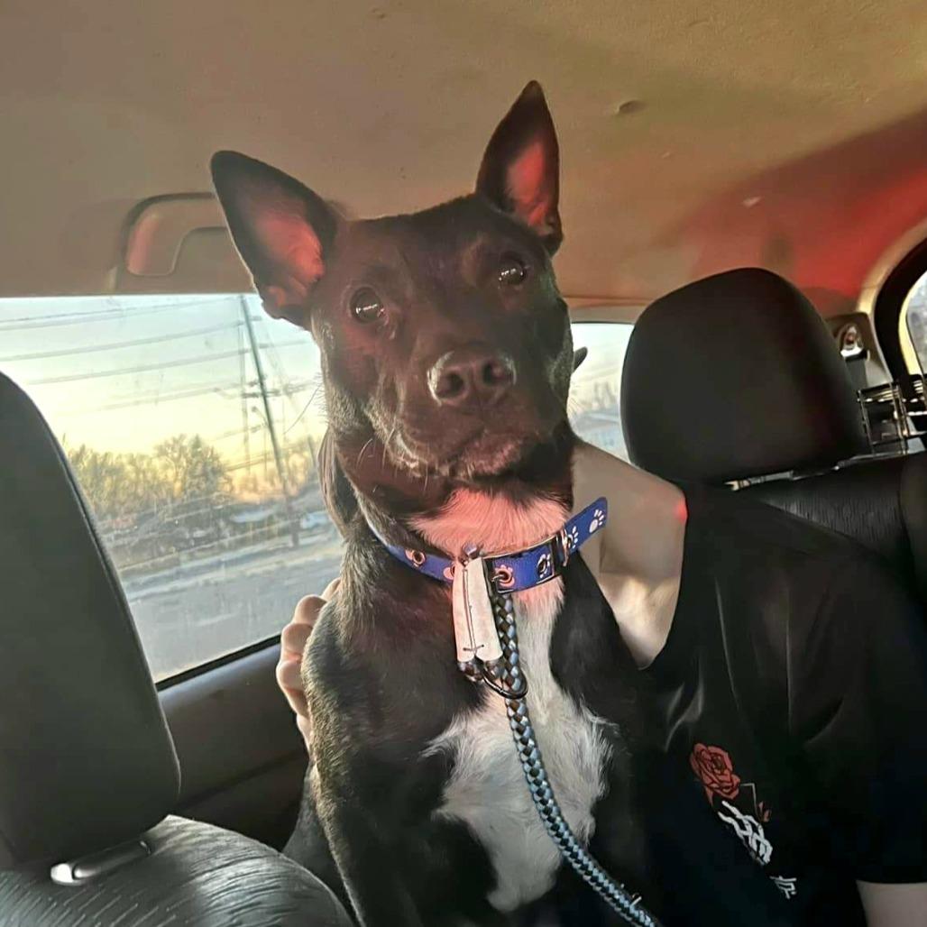 Mercedes, a Adoptable Mixed Breed in Joliet, IL image 3/6