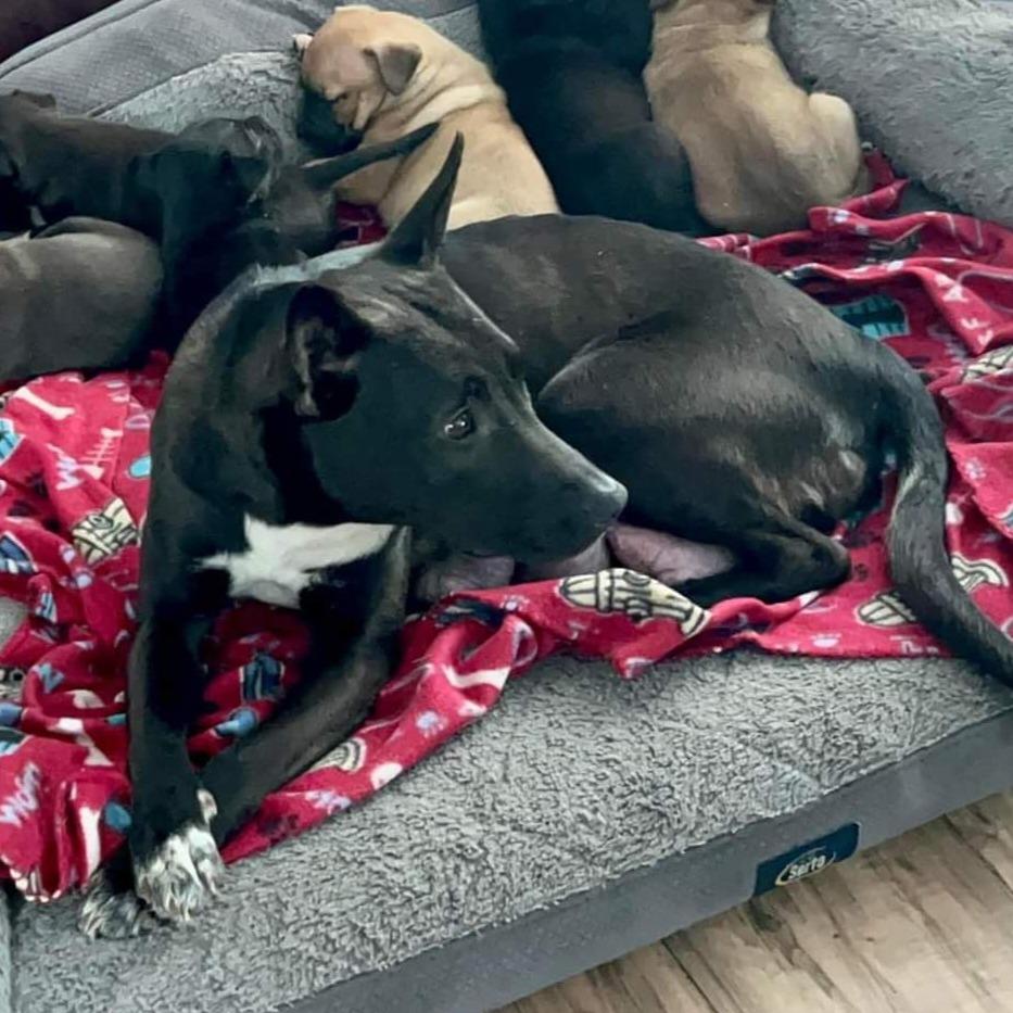 Mercedes, a Adoptable Mixed Breed in Joliet, IL image 4/6