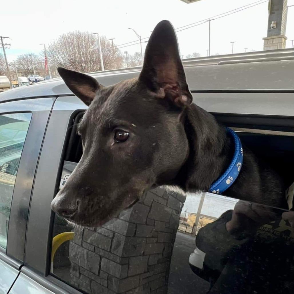 Mercedes, a Adoptable Mixed Breed in Joliet, IL image 5/6