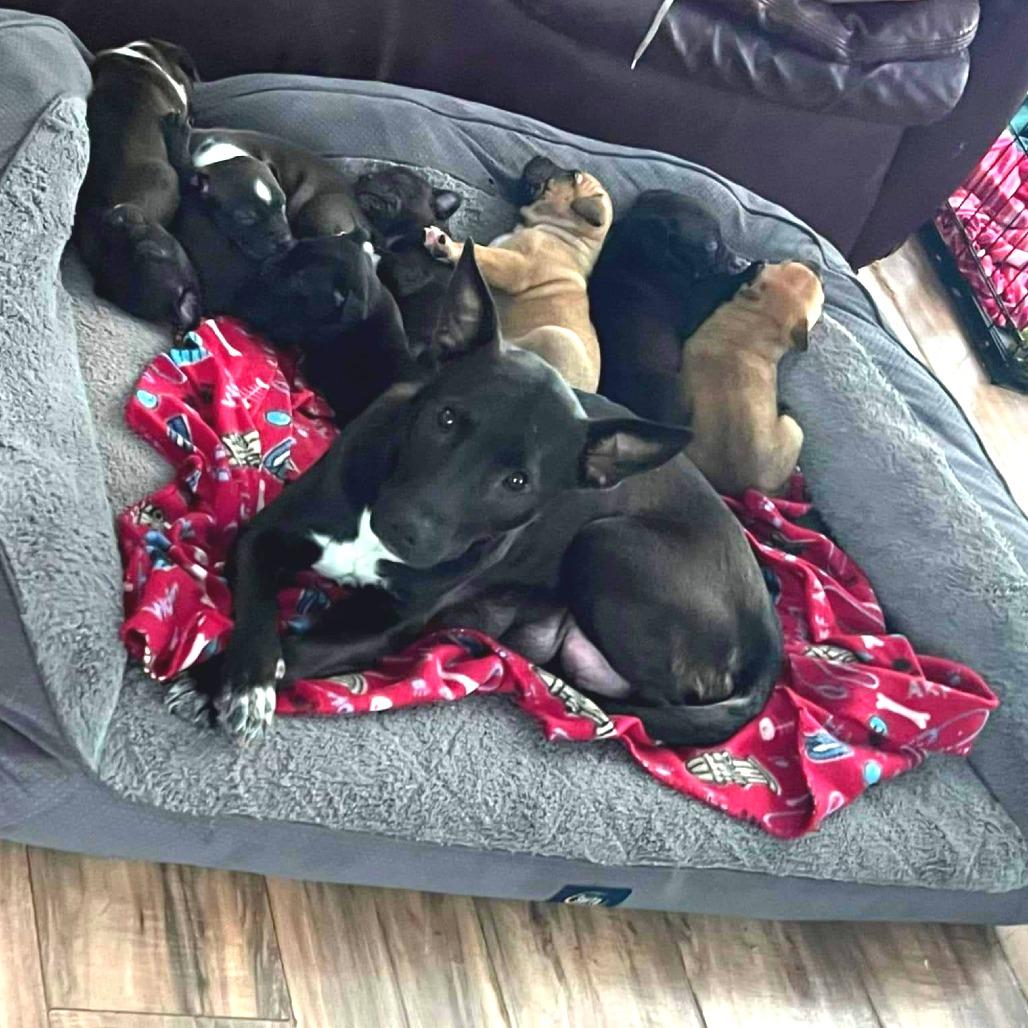 Mercedes, a Adoptable Mixed Breed in Joliet, IL image 6/6