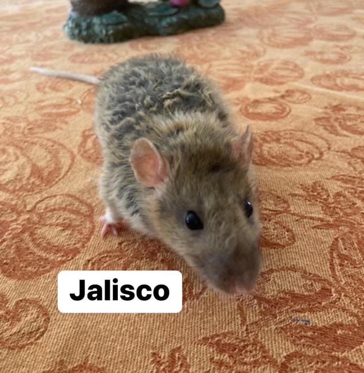 Enlarge Jalisco, a ADOPTABLE Rat in Scottsdale, AZ image 1/1