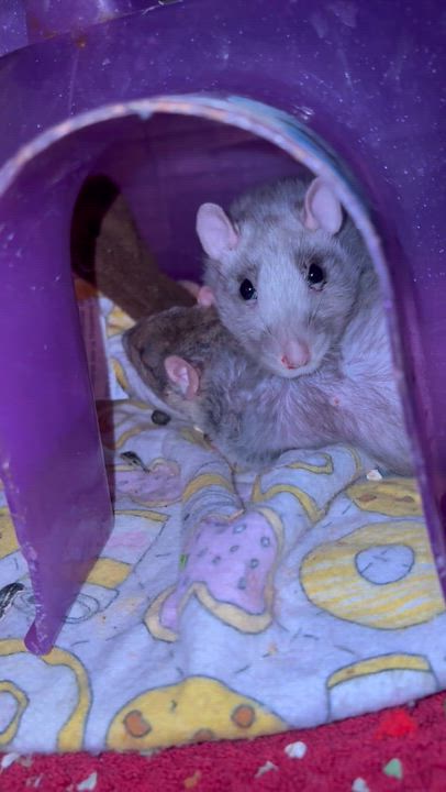 Enlarge Jalisco and Gadriel, a ADOPTABLE Rat in Scottsdale, AZ video 2/2