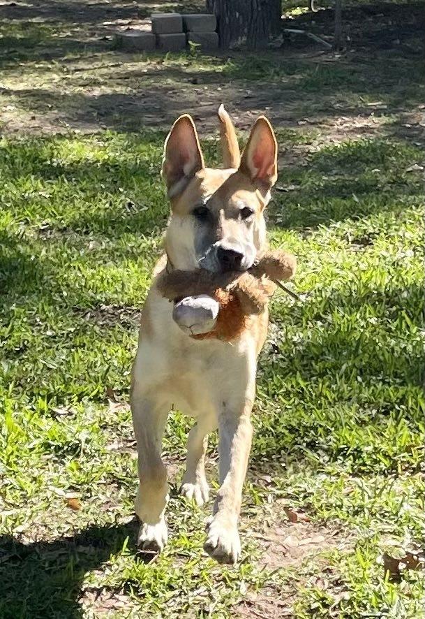 Enlarge Patty, a Adoptable mixed breed in Sealy, TX image 1/6