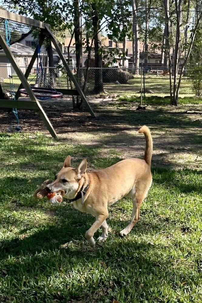 Enlarge Patty, a Adoptable mixed breed in Sealy, TX image 2/6