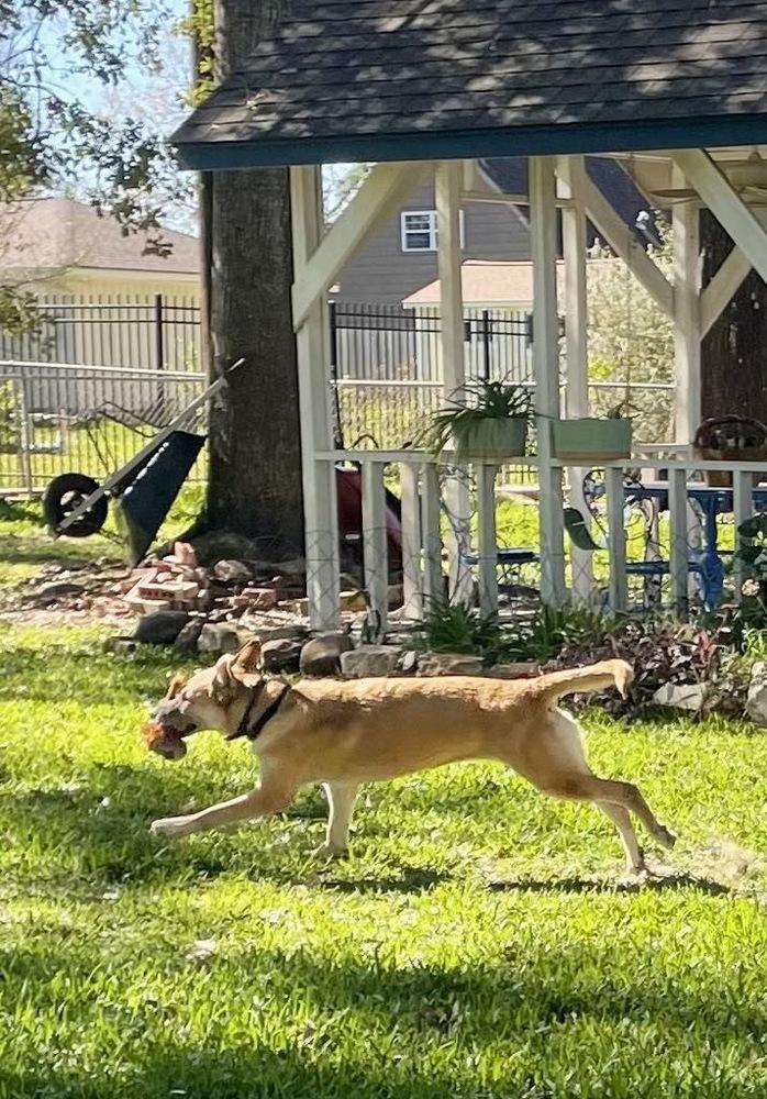 Enlarge Patty, a Adoptable mixed breed in Sealy, TX image 3/6