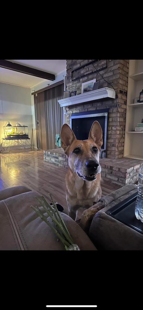 Patty, Adoptable, Adult Female German Shepherd Dog.