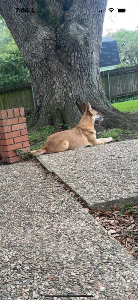 Enlarge Patty, a Adoptable mixed breed in Sealy, TX image 5/6