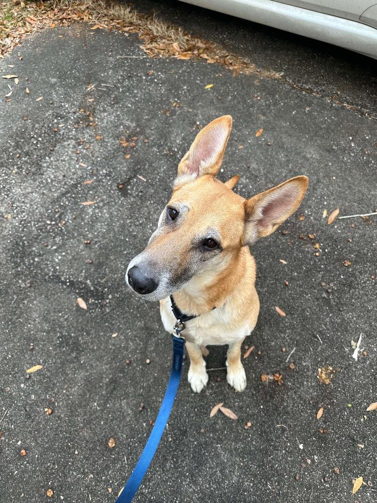 Enlarge Patty, a Adoptable mixed breed in Sealy, TX image 6/6