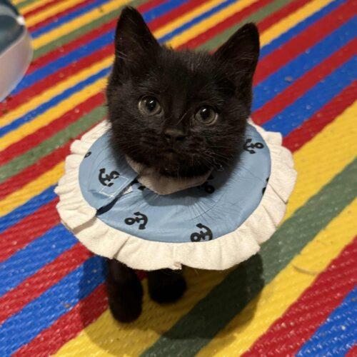 Enlarge Zero **Special Needs, a Adoptable Domestic Short Hair in Toronto, ON image 1/5