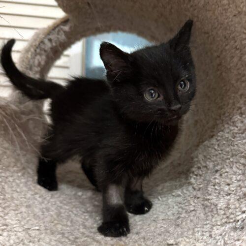 Enlarge Zero **Special Needs, a Adoptable Domestic Short Hair in Toronto, ON image 2/5