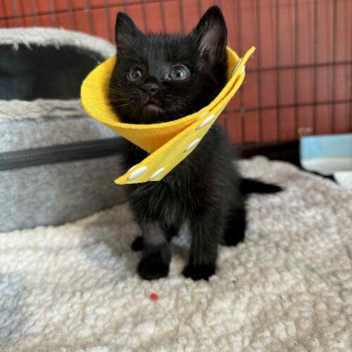 Enlarge Zero **Special Needs, a Adoptable Domestic Short Hair in Toronto, ON image 3/5