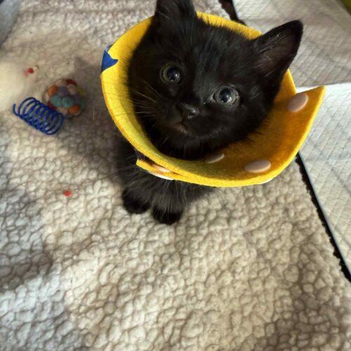 Enlarge Zero **Special Needs, a Adoptable Domestic Short Hair in Toronto, ON image 4/5