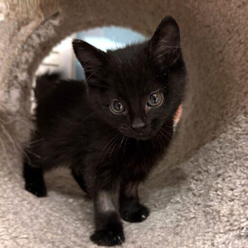 Enlarge Zero **Special Needs, a Adoptable Domestic Short Hair in Toronto, ON image 5/5