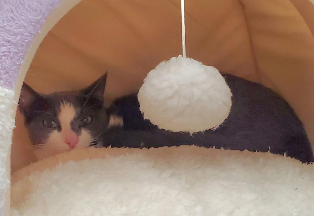 Paver, Adoptable, Young Male Domestic Short Hair.