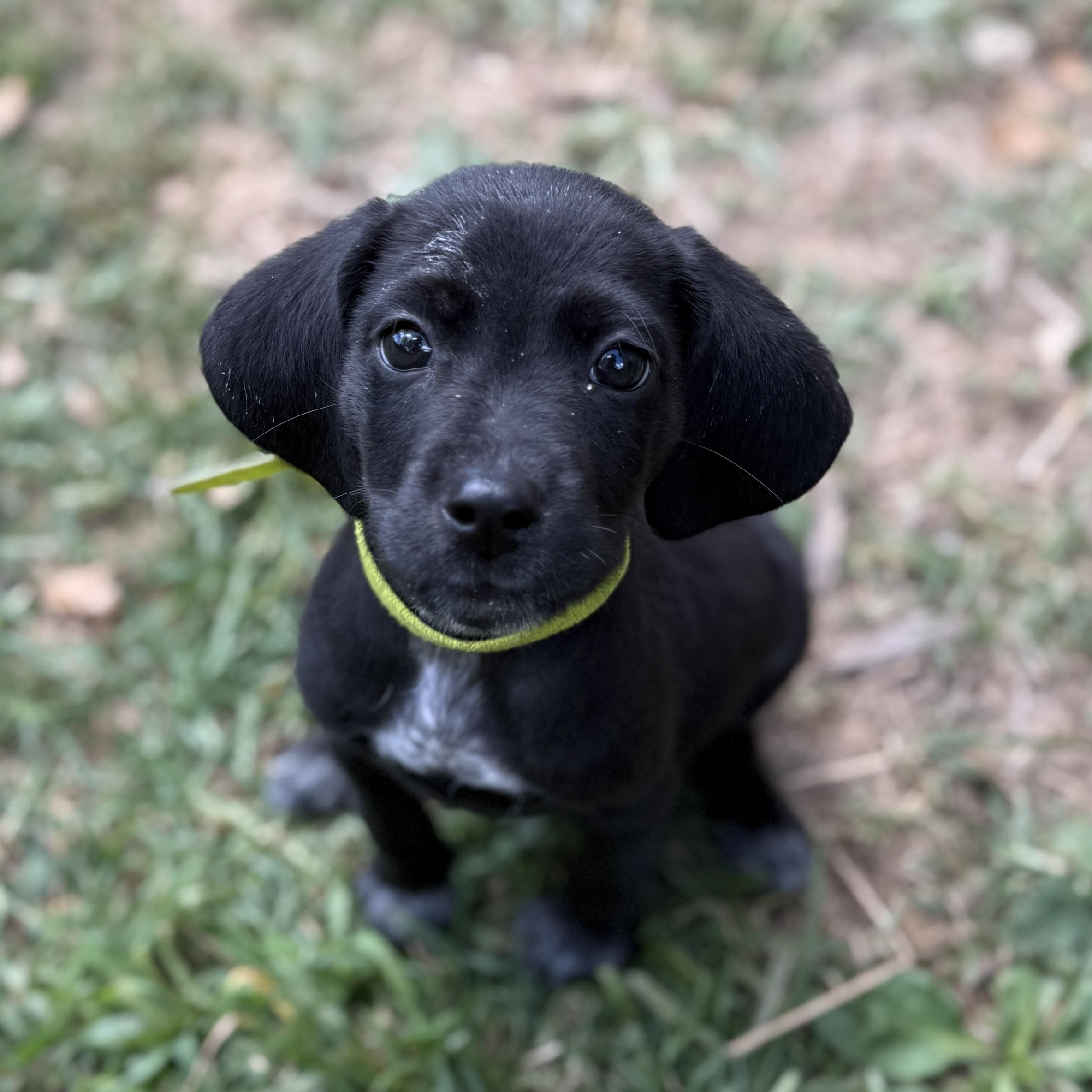 Basil