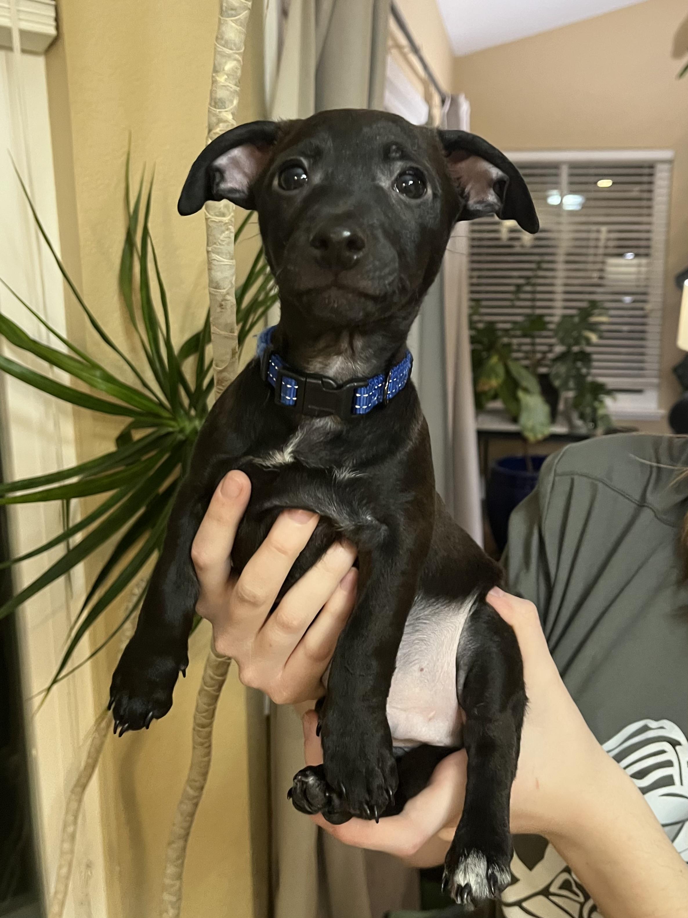 Bing Crosby, Adoptable, Puppy Male Dachshund & Chihuahua.