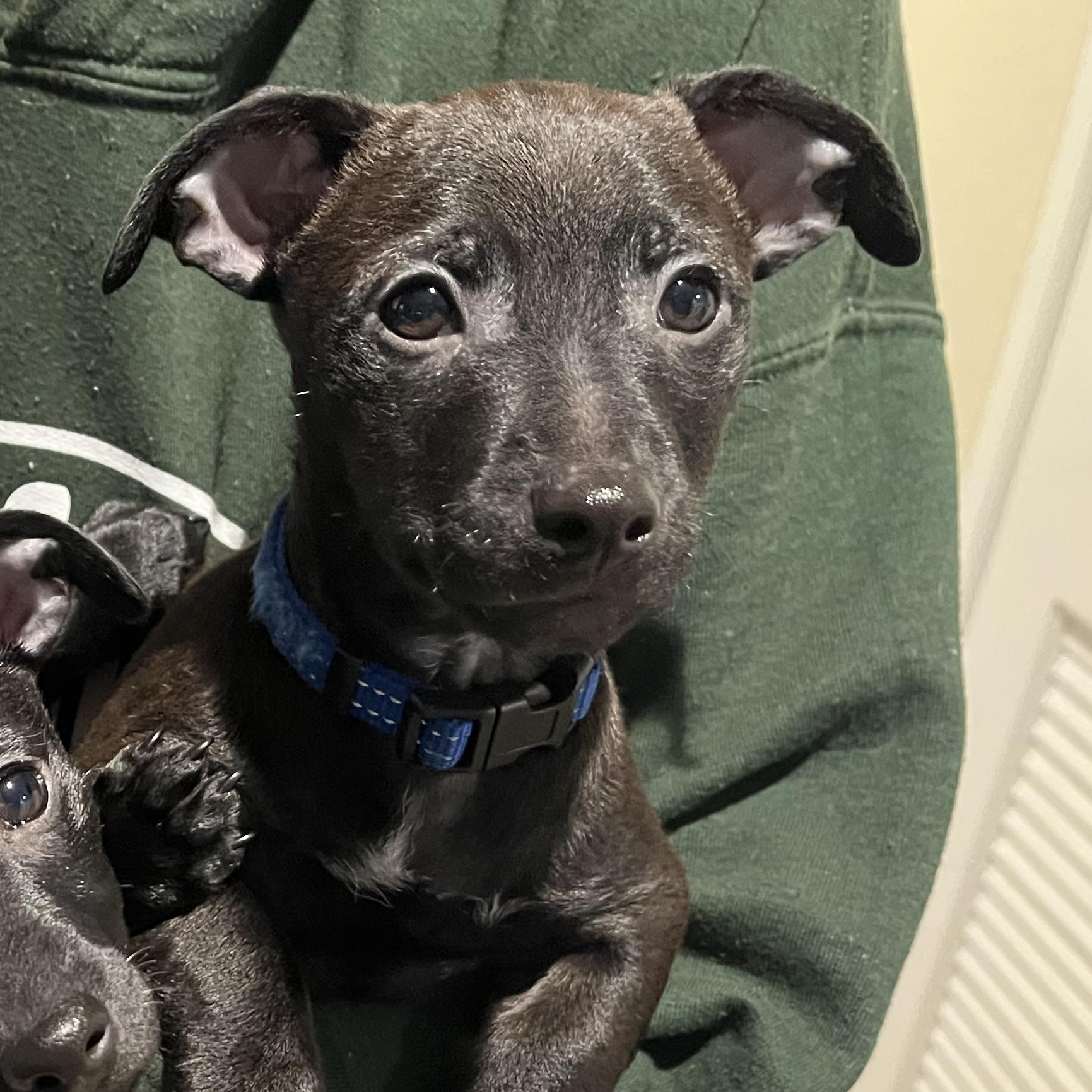 Enlarge Bing Crosby, a Adoptable mixed breed in Lincoln, CA image 5/5