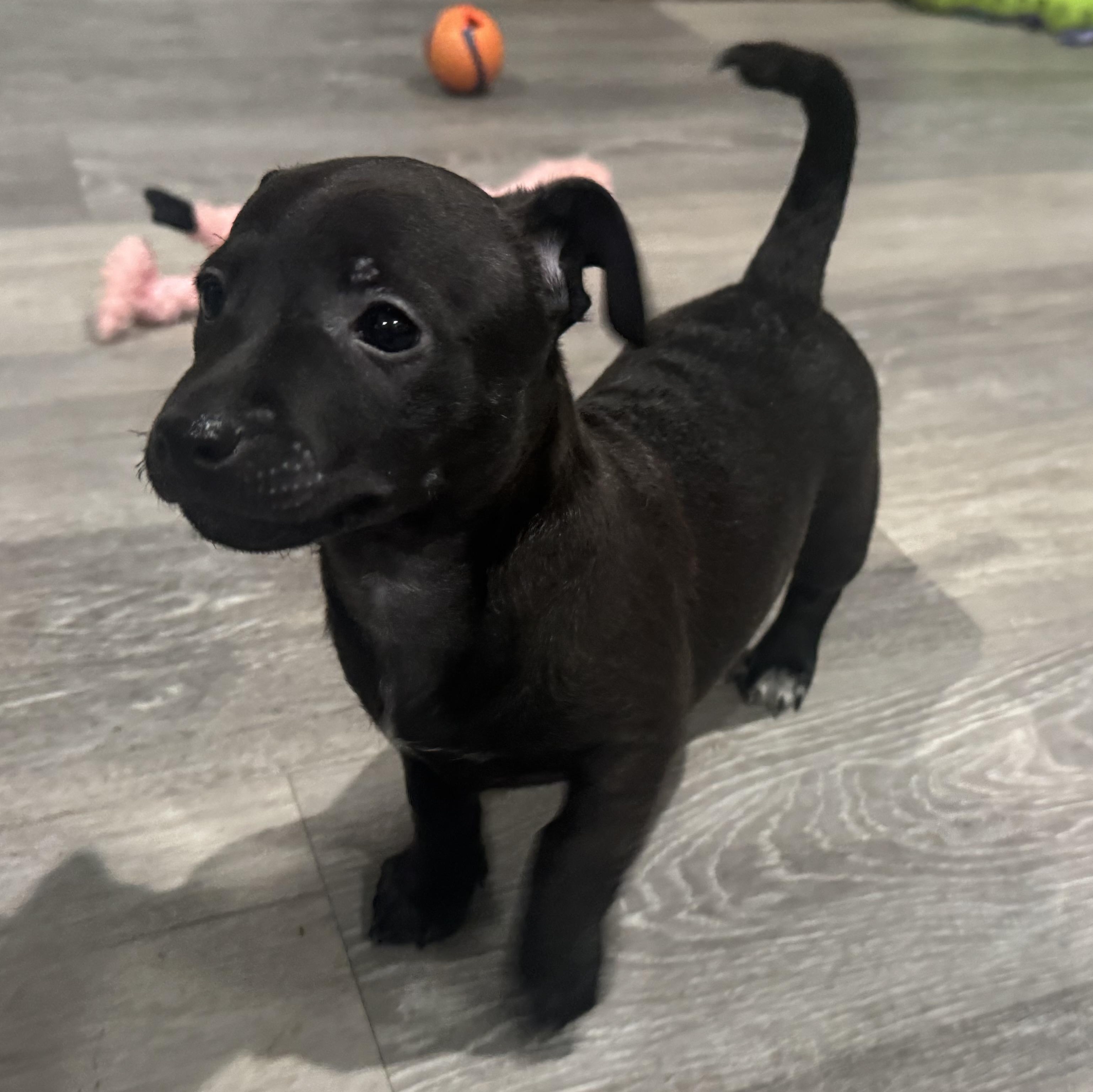 Enlarge Bing Crosby, a Adoptable mixed breed in Lincoln, CA image 3/5