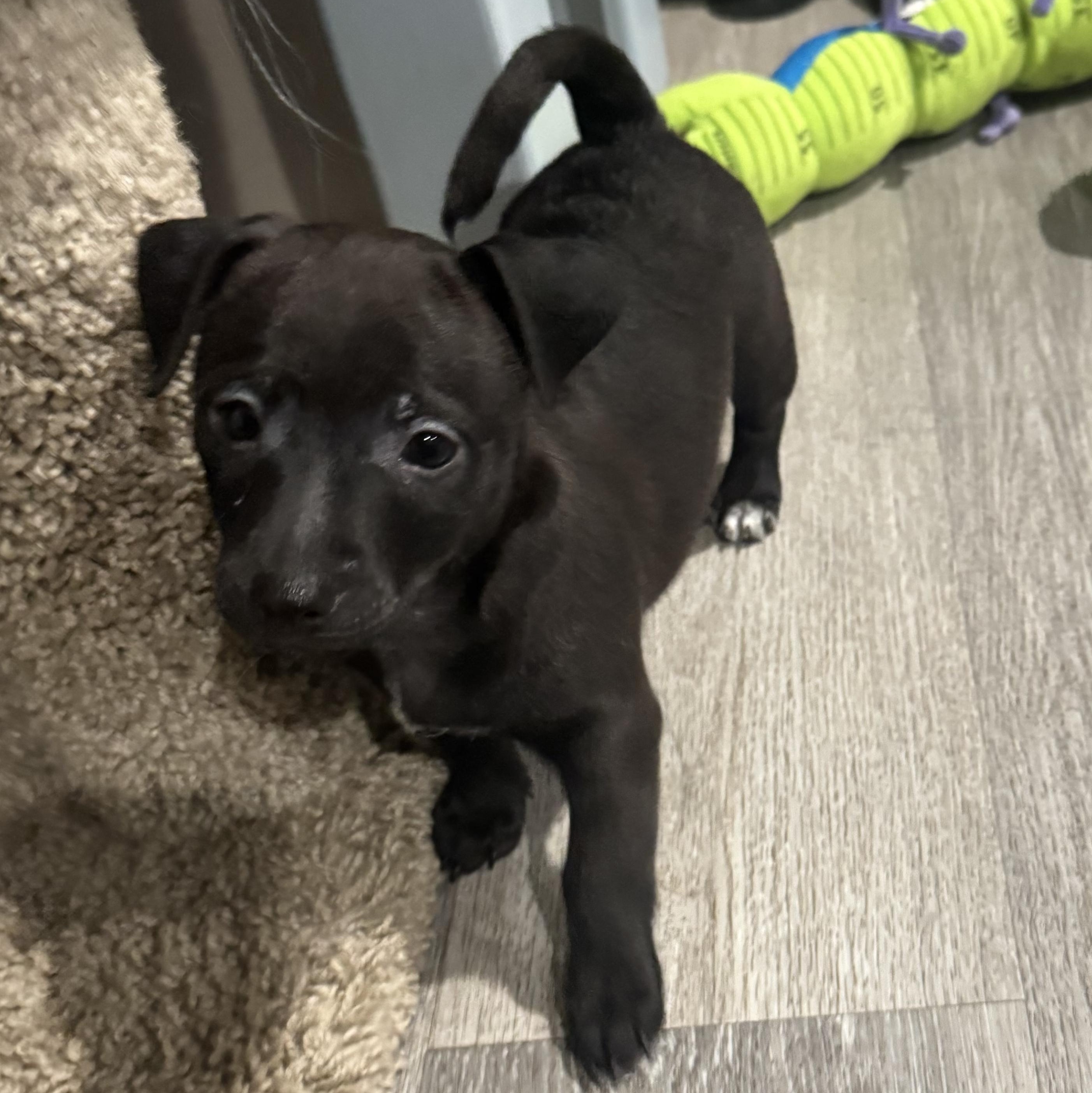 Enlarge Bing Crosby, a Adoptable mixed breed in Lincoln, CA image 4/5