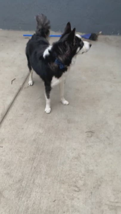 Enlarge Glacier, a Adopted mixed breed in Ocala, FL video 3/5