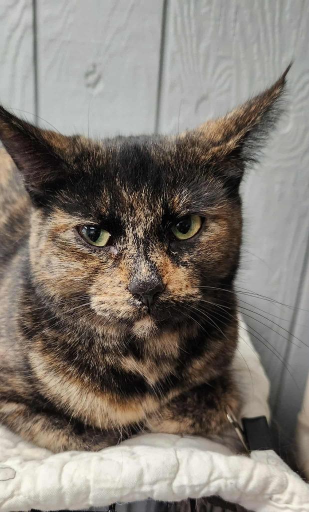 Stella, Adoptable, Young Female Domestic Short Hair.