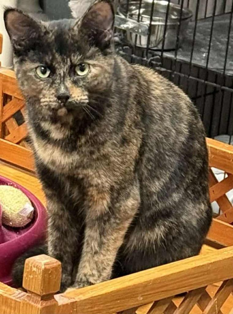 Enlarge Stella, a Adoptable mixed breed in Warren, MI image 3/6