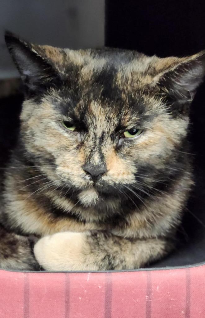 Enlarge Stella, a Adoptable mixed breed in Warren, MI image 4/6