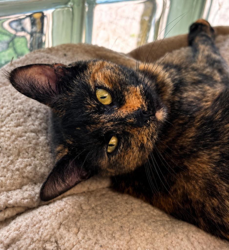Stella, Adoptable, Young Female Domestic Short Hair.