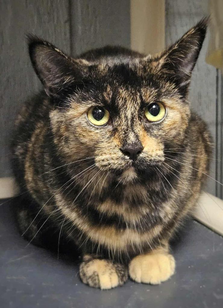 Stella, a Adoptable mixed breed in Warren, MI image 4/6