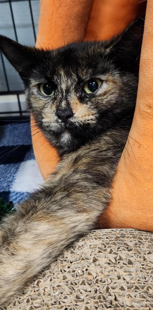 Enlarge Stella, a Adoptable mixed breed in Warren, MI image 5/6