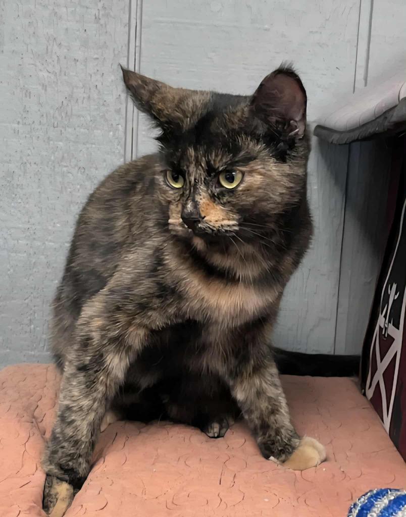 Enlarge Stella, a Adoptable mixed breed in Warren, MI image 6/6