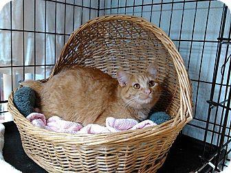 Stubby, Adoptable, Senior Female Domestic Short Hair & Domestic Short Hair.