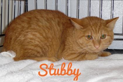 Stubby, a Adoptable Domestic Short Hair in Anderson, IN image 2/2