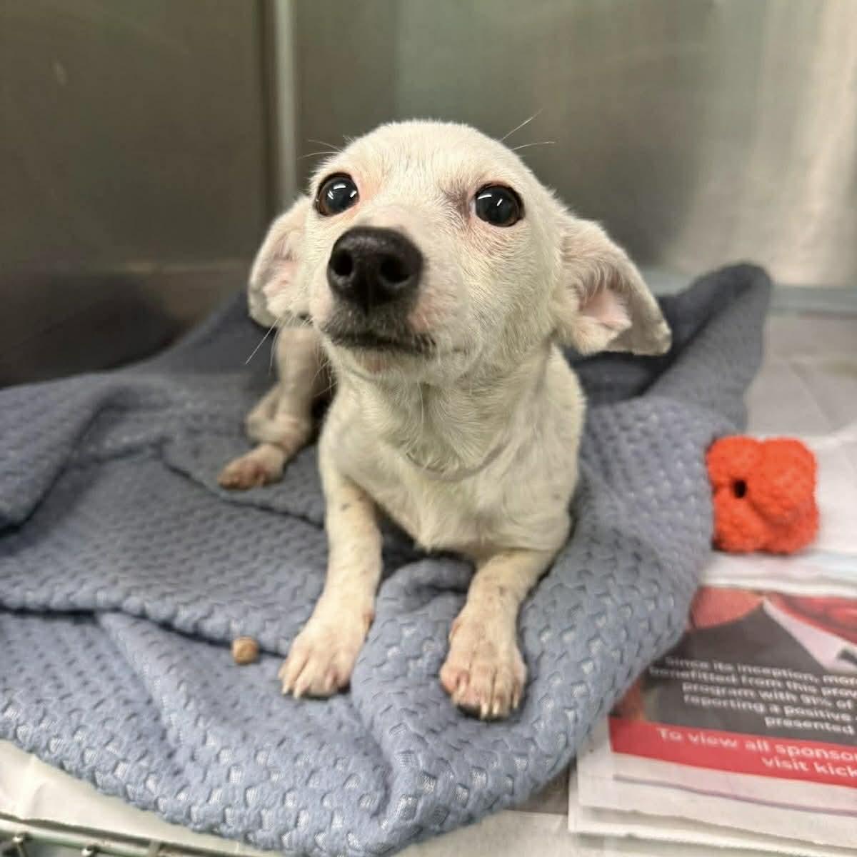 Kimmie, ADOPTABLE, Young Female Chihuahua & Dachshund.