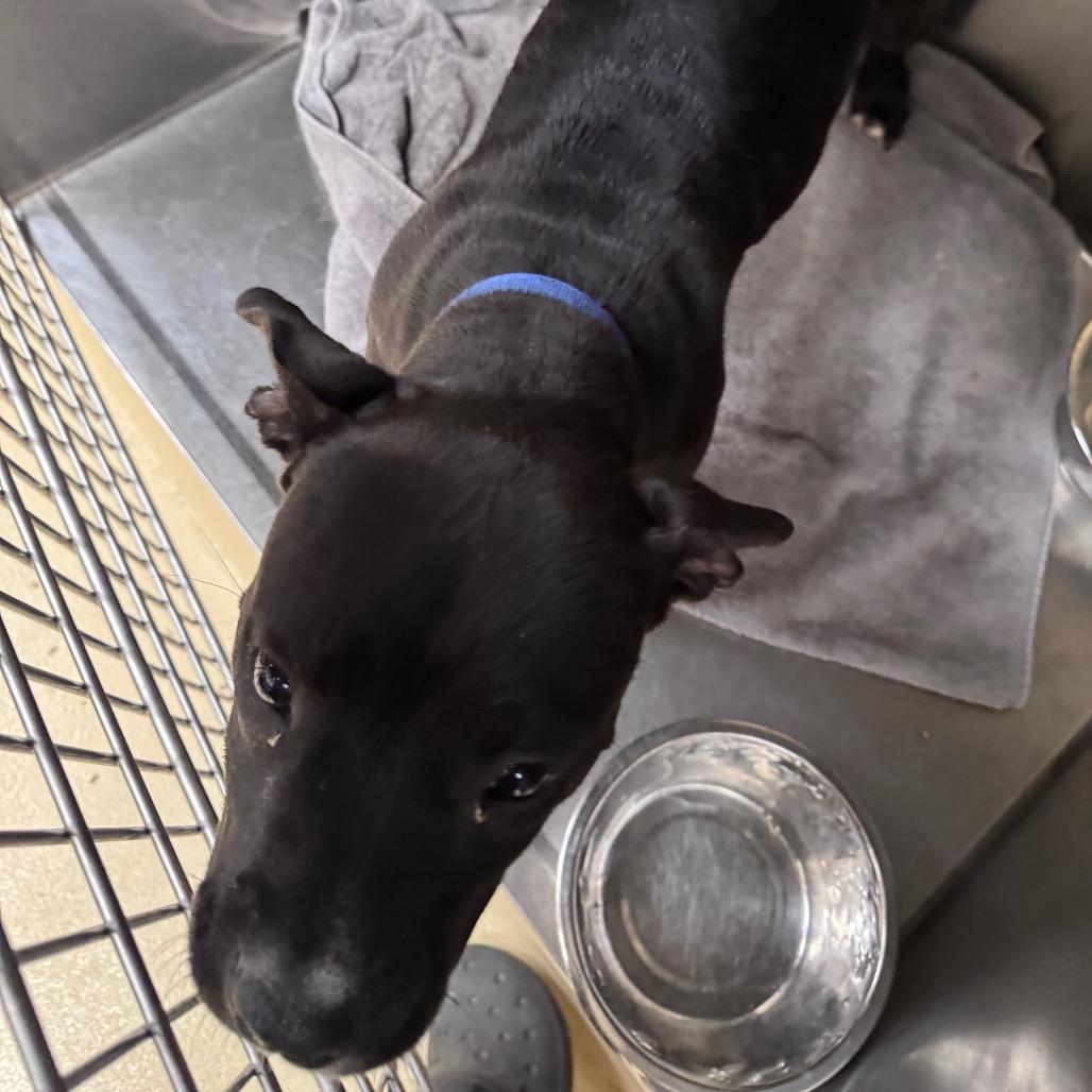 Ruger, Adoptable, Puppy Male Mixed Breed.